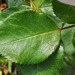 Rosa arvensis Leaf