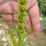 Rumex palustris Květ