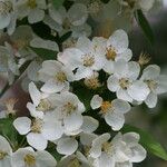 Malus toringo Blüte