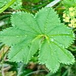 Alchemilla glabra Blad