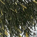 Calocedrus decurrens Leht