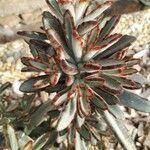 Kalanchoe tomentosa 葉