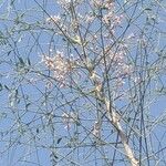 Moringa peregrina Λουλούδι