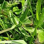 Centaurea nervosa 叶