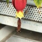 Abutilon megapotamicum Flower