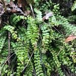 Asplenium trichomanes Liść