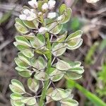 Microthlaspi perfoliatum 花