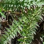 Pedicularis comosa Blad