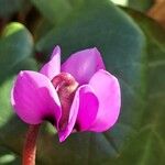 Cyclamen coum Цветок