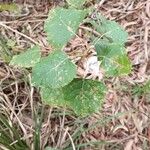 Populus x canadensis Levél