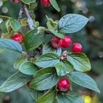 Cotoneaster dielsianus ഫലം