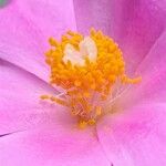 Rhodocactus grandifolius Flower