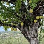 Crescentia alata Fruto