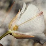 Calochortus excavatus Fleur