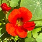 Tropaeolum minus Kvet