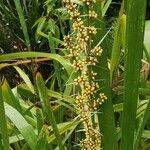 Lomandra longifolia Flor