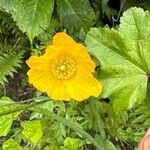 Papaver cambricumFlower