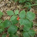 Rubus saxatilis 果實