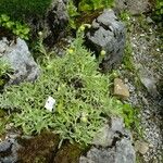Helichrysum graveolens Diğer