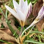 Crocus biflorus फूल