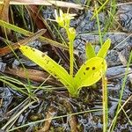 Liparis loeselii Leaf