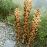 Orobanche rapum-genistae Corteza