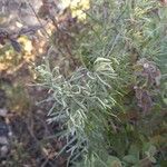 Artemisia californica Leht