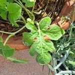 Citrullus lanatus Leaf