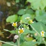 Galinsoga quadriradiata Flower