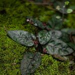 Strobilanthes reptans Květ