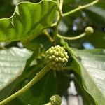 Camptotheca acuminata Fruit