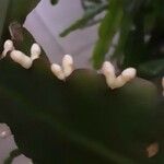 Rhipsalis elliptica Кветка