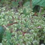 Laportea aestuans Flower