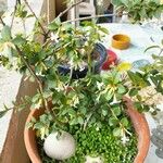 Osmanthus delavayi Alkat (teljes növény)