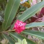 Alpinia purpurata Flower