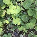 Aristolochia littoralis Blatt