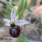 Ophrys arachnitiformis Çiçek