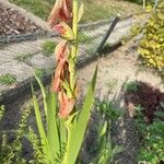 Gladiolus communis Folla