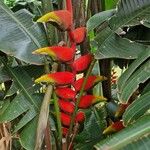 Heliconia rostrataFruit