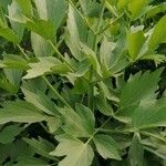 Levisticum officinale Blatt