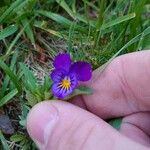 Viola tricolorFlor