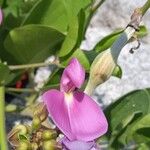 Canavalia rosea Floro