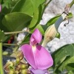 Canavalia rosea Flor