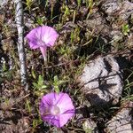 Ipomoea plummerae 整株植物