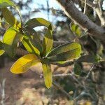 Quercus fusiformis Leaf