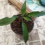 Solanum muricatum Blatt