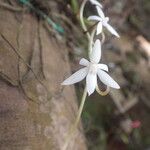 Aerangis calantha Kwiat