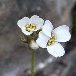 Draba dubia Flor