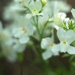 Linaria triphylla Fleur