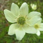 Anemone multifida Flower